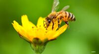 Aunque pequeñas en tamaño, las abejas cumplen un enorme y crucial papel en el equilibrio ambiental del mundo. Su labor como polinizadores es vital para la supervivencia de plantas, incluyendo […]