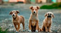 El 28 de mayo, día internacional del perro sin raza ha cobrado relevancia en México ya que, el Instituto Nacional de Estadística y Geografía (INEGI), en el 2022 reveló que […]