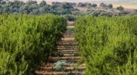 El sector agrícola tiene una oportunidad ideal para revertir el cambio climático adverso al reducir las emisiones de gases de efecto invernadero y eliminar carbono de la atmósfera. Al adoptar […]