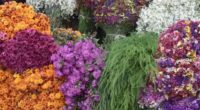 La Secretaría de Agricultura y Desarrollo Rural federal informó que el abasto nacional de flores ornamentales se encuentra garantizado para los festejos del Día de las Madres, pues en 2023 […]